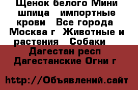 Щенок белого Мини шпица , импортные крови - Все города, Москва г. Животные и растения » Собаки   . Дагестан респ.,Дагестанские Огни г.